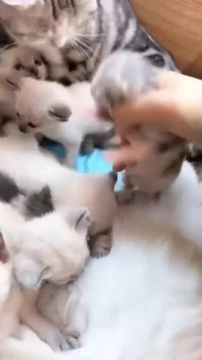 Cat takes kitty to the family