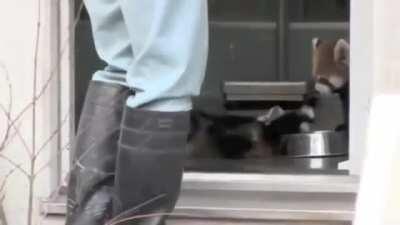 Red panda gets a fright