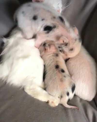 Piggies snuggling with cat!