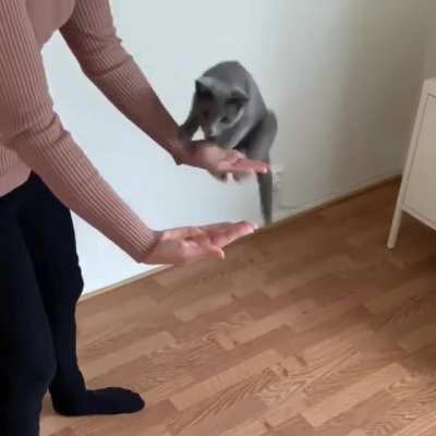 Ok human, I trust you