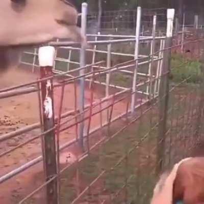 WCGW Having A Selfie With A Camel