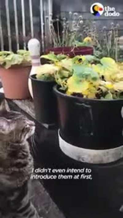 This is the CUTEST thing I have: Couple take care of a bee with no wing.