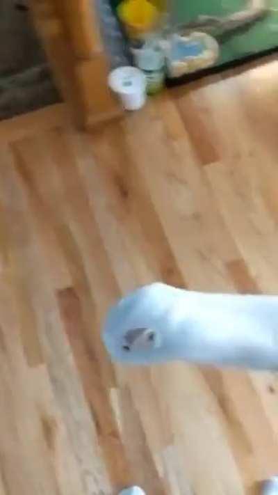 Hamster Sock (Read comment)