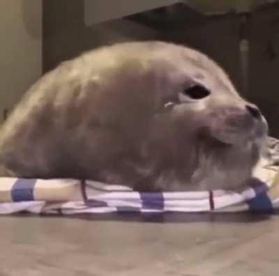 this baby seal is kinda wholesome
