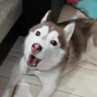 The dog siren has sounded!