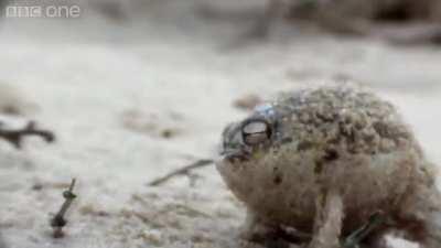 A very Angry Tsundere