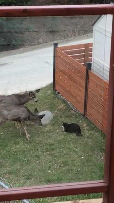 Cat escaped last night and this is the scene we woke up to