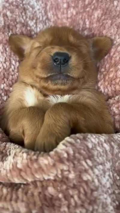 Great, now I want a puppy. Thanks