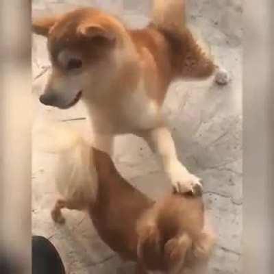 He was just trying to pet like the humans do..