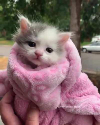 Kitty wrap