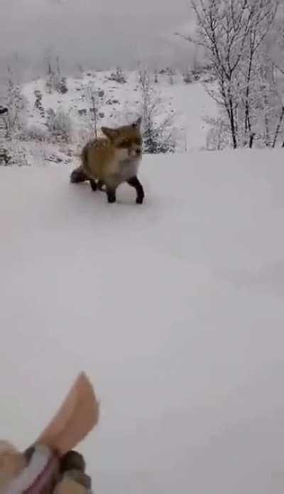 Almost had a new pet