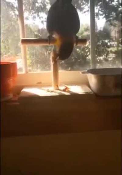 Not very smart parrot