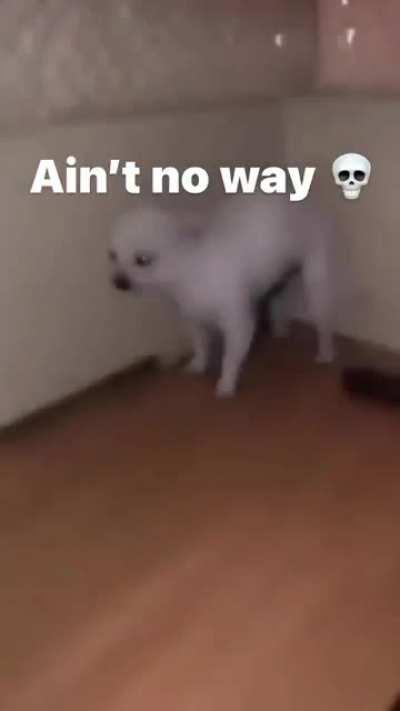 Dawg that's the wrong food💀