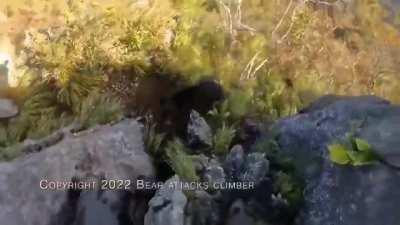 Poor bear just wanted to play…