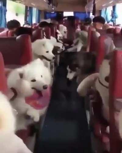 Bus dogs