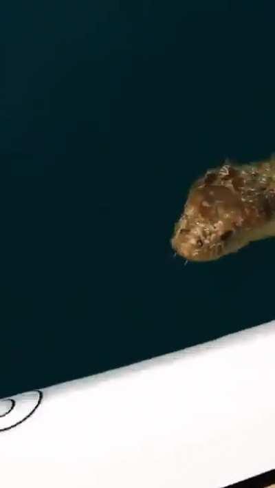 Encountering a big sea snake