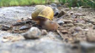 🔥 This spectacularly smooth snail at 48x speed.