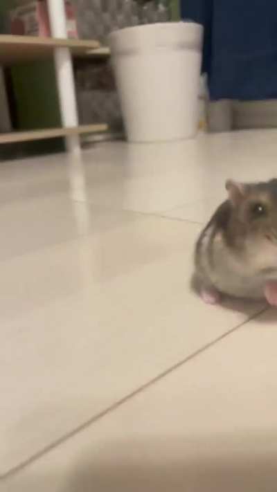 Inter continental ballistic wunk 