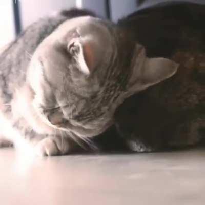 Cat Expresses Pure Love Towards Its Dog Friend