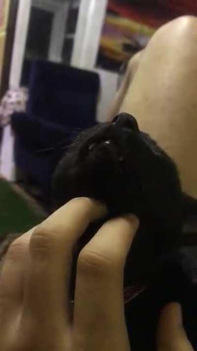 Chin scritches teefies