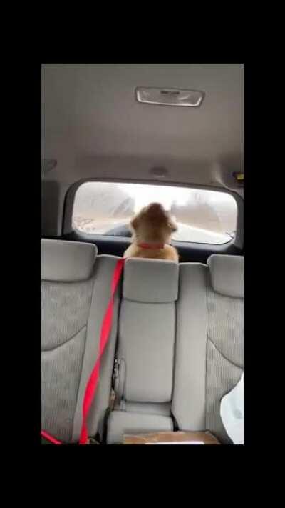 Must bite windshield wiper