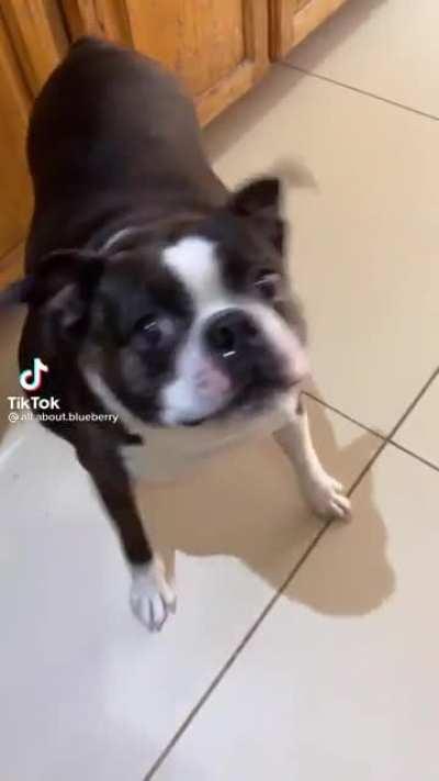 Perrito k baila feli