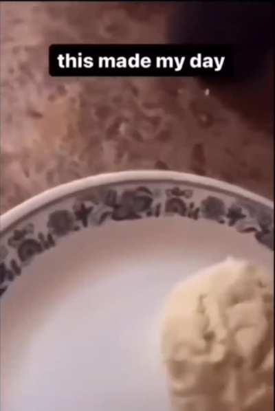 Poor dog but it's hard not to laugh