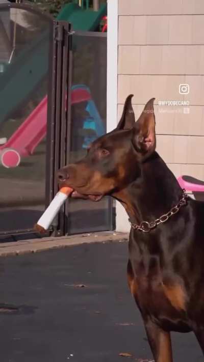 It was a rough day at the park.