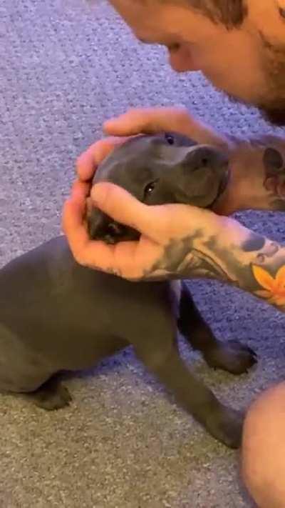 Belle just joined our household and my fiancé fell in love immediately