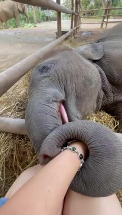 Cute baby Elephant..