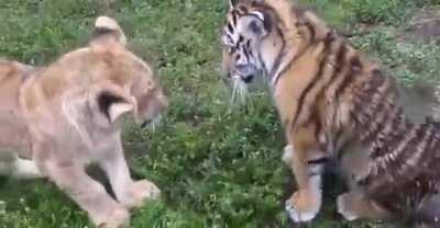 SiMbA bRUtALLy aSSaULTS ToNy tHe TiGeR iN a RaCiST hAtE cRiMe
