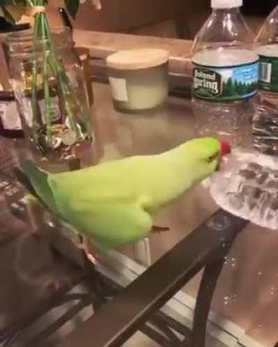 Bird knocking over water bottles