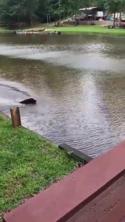 Dogs panic and rescue as owner falls into the lake