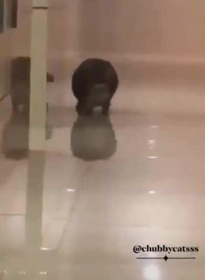 Chonker doesn't recognize himself in the reflection!