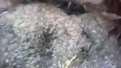 A҉҉̦̣̤͔̟̩̋̿̏ͦ̈́̍͟͠ t҉̷҉̢͖͔̹͛̌͊͘͜͢͠͡͡r҉̵҉̛̠̩̥̋ͦ̆͆͟͞͡͞͠u̶͖̖͆̊̈́͡͡e̵̡̫̫͍͕̎ͭ̐͟͟͝͞ d҉̴̷̧̢̛̖͔̤ͯ̔̑̄͢͟͡͠e̵̡̫̫͍͕̎ͭ̐͟͟͝͞l̶҉̰͚͖͕̍̈́̅͗̏̇͢͜͜͝i҉̧̯̤̙͔̑ͧ̅̔ͦ́͜͟͢͝͠c̷̶҉̵̢͚̣̻̲̬͑̑͛͐̀͜͜͜͝͡͝͠a҉͖̟̜̞̂̃̑̽͢͢͠͡c̷̶҉̵̢͚̣̻̲̬͑̑͛͐̀͜͜͜͝͡͝͠ȳ̸̵̩̜͔͍̔́͟͟͢͡