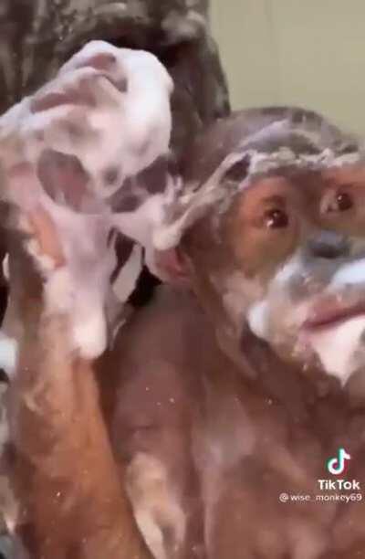 Could be us but you are not monke