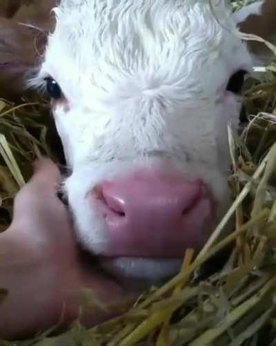 I think cows are underrated. Just look at that lil face!