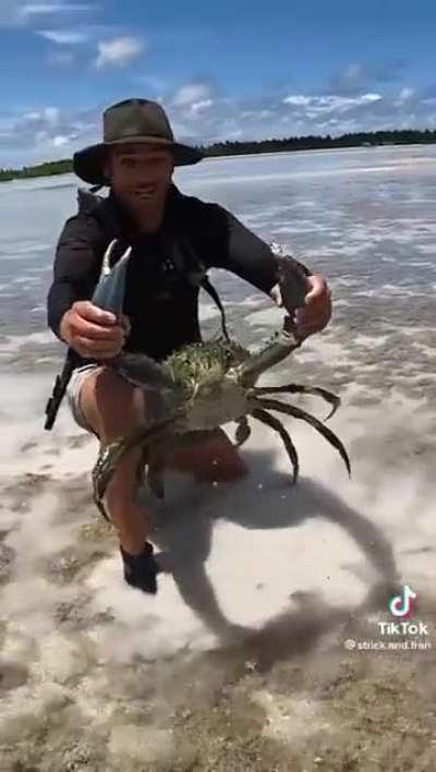 of giant mud crab