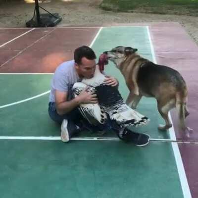 Albert the turkey wants ALL the hugs for himself