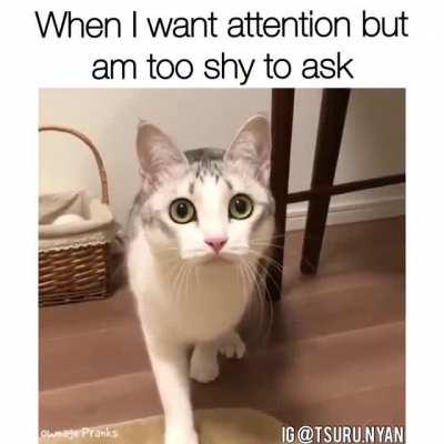 Your cat is losing control