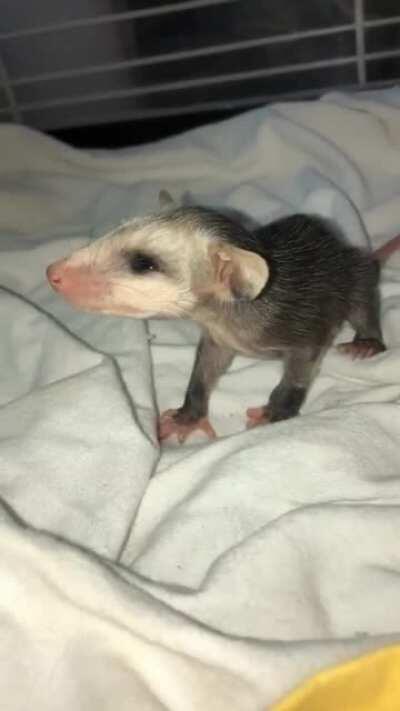 Baby opossums make a sneezing sound as a call to their mother.