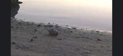 Hermit crab uses old doll head for shell