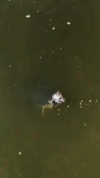 Catfish hunts a bird 