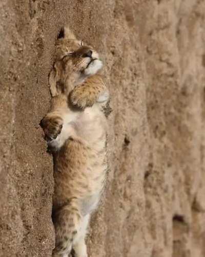 Lion cub enjoying some R&R