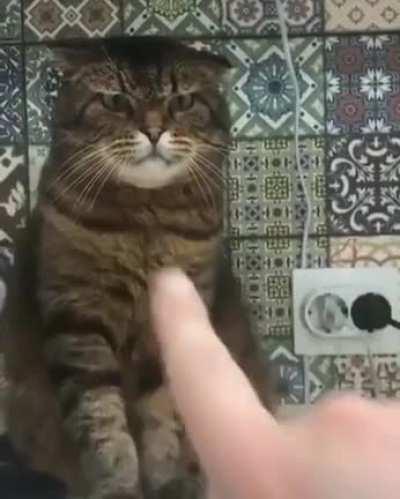 Недовольный Котя