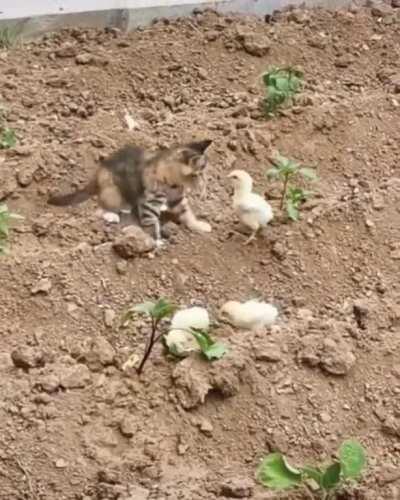 That's one brave chick