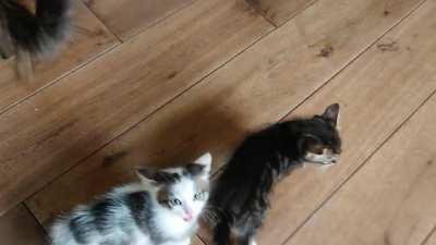Momma cat teaching her kittens how to yell for food.