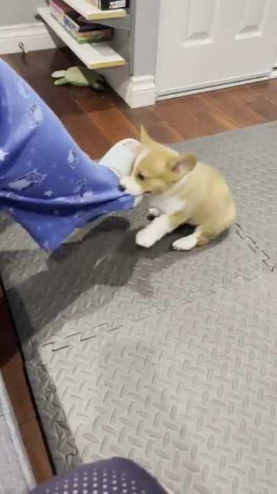 And so it begins, he’s like a baby shark on land. That’s my nickname for him, baby shark