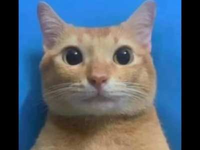 Sssdfg The Motion Picture