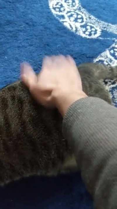 My tiny tiger yells for butt taps.